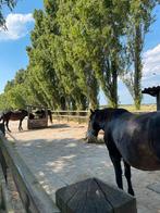 Zaterdag Stal hulp gezocht Nieuw-Vennep, Verzorging of Verzorgpony's