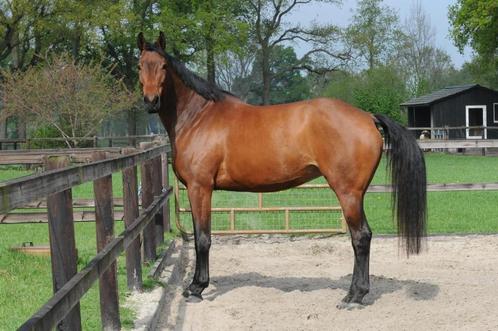 Chique 5-jarige grote sportmerrie., Dieren en Toebehoren, Paarden, Merrie, B, 170 tot 175 cm, 3 tot 6 jaar, Dressuurpaard, Met stamboom