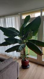 Zeer grote Bananenplanten, Ophalen, 200 cm of meer, Overige soorten, In pot