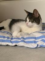 Lieve knuffelkat Pien zoekt een rustig, warm thuis🐾, Dieren en Toebehoren, Katten en Kittens | Overige Katten, Poes, Kortharig