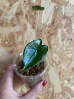 Alocasia Zebrina plantje, Ophalen of Verzenden, Overige soorten, Halfschaduw, Minder dan 100 cm