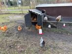 Kippen incl kippenhok en toebehoren, Meerdere dieren, Kip