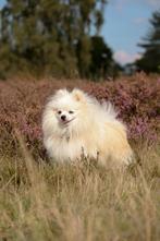 Aangeboden voor de dekking. Niet te koop !!, Dieren en Toebehoren, Reu, CDV (hondenziekte), 1 tot 2 jaar, Meerdere