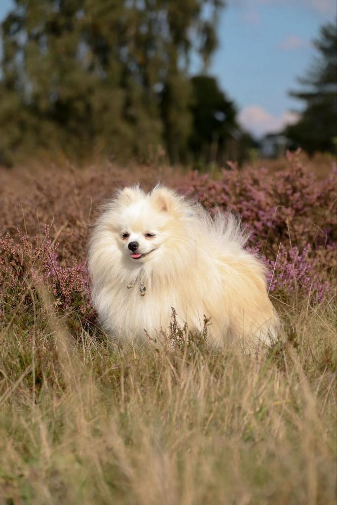Aangeboden voor de dekking. Niet te koop !!, Dieren en Toebehoren, Honden | Dekreuen, Reu, Fokker | Hobbymatig, Meerdere, Nederland