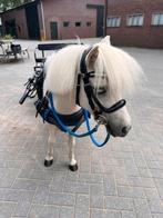 Verzorger gezocht, Dieren en Toebehoren, Paarden en Pony's | Overige Paardenspullen, Ophalen of Verzenden, Zo goed als nieuw
