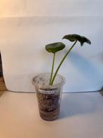 Alocasia nebula (6), Ophalen of Verzenden, Overige soorten, Minder dan 100 cm