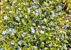 Vinca minor blauw, wit, paars, Tuin en Terras, Volle zon, Vaste plant, Zomer, Ophalen