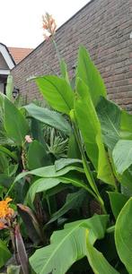 Reuzen Canna  Annei  -   Knollen, Tuin en Terras, Bloembollen en Zaden, Ophalen of Verzenden, Volle zon, Knol