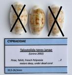 Schelpen: Cypraea teres janae 22,5-25,3mm  Frans Polynesië, Ophalen of Verzenden, Schelp(en)