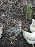 legkippen, Dieren en Toebehoren, Pluimvee, Vrouwelijk, Kip