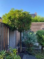 De Portugese laurier (Prunus lusitanica), Ophalen, Halfschaduw, Overige soorten, Lente