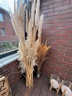 Pampas, Ophalen of Verzenden, Zo goed als nieuw