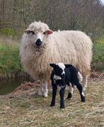 Ooi kruising Wallisher x Friesmelkschaap, Dieren en Toebehoren, Schapen, Geiten en Varkens, Vrouwelijk, Schaap