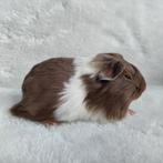 Super lieve jonge cavia zeugjes beschikbaar, Dieren en Toebehoren, Knaagdieren, Vrouwelijk, Cavia, Na 1 juli 2024