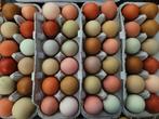 broedeieren kleurleggers, eastereggers, Dieren en Toebehoren, Pluimvee, Geslacht onbekend, Kip