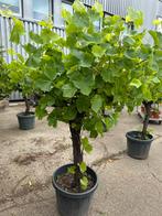 Druivenplanten / bomen. AANBIEDING, Ophalen