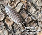 Porcellio hoffmannseggii 'Brown', Overige soorten