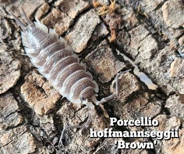 Porcellio hoffmannseggii 'Brown' beschikbaar voor biedingen