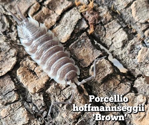 Porcellio hoffmannseggii 'Brown', Dieren en Toebehoren, Insecten en Spinnen, Overige soorten