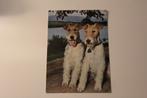 Honden Postkaart - 2 zittende Foxterrier, POPP FF 735, 1960 tot 1980, Ongelopen, Verzenden, Hond of Kat