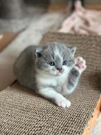 Brits korthaar kittens MET stamboom, Dieren en Toebehoren, Katten en Kittens | Raskatten | Korthaar, Poes, Met stamboom