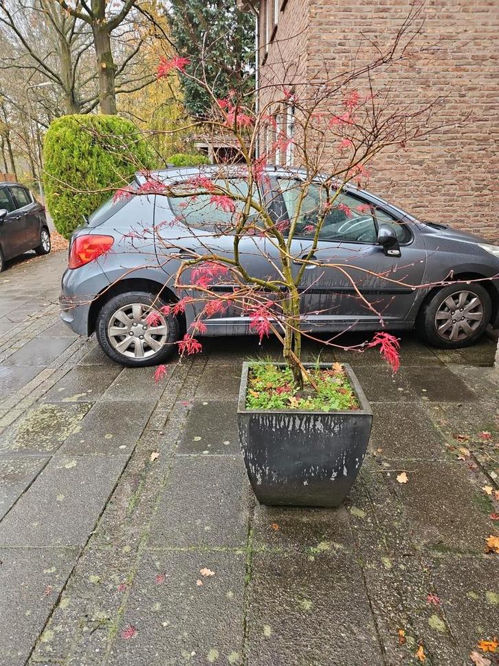 Japanse Esdoorn Dissectum in mooie pot, Tuin en Terras, Planten | Bomen, Ophalen of Verzenden