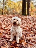 Gezocht: dekreu Cockapoo, Dieren en Toebehoren, Ophalen of Verzenden