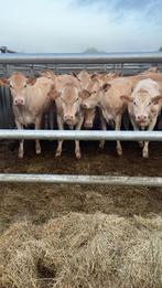 20 onthoornde blonde fokvaarzen, Dieren en Toebehoren, Runderen, Vrouwelijk, 0 tot 2 jaar