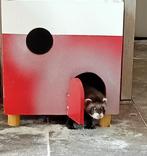 Fretten pup frettenmoertje fretje, Dieren en Toebehoren, Overige Dieren, Mei, Vrouwelijk