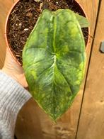 Alocasia platinum variegata plant aurea yellow lemon mint, Huis en Inrichting, Kamerplanten, Ophalen of Verzenden, Halfschaduw