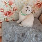 Prachtige zilveren chinchilla kittens, Dieren en Toebehoren, Katten en Kittens | Raskatten | Korthaar, Meerdere dieren, Gechipt