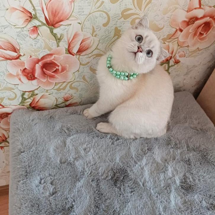 Prachtige zilveren chinchilla kittens, Dieren en Toebehoren, Katten en Kittens | Raskatten | Korthaar, Meerdere dieren, Gechipt