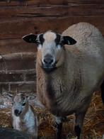 Rui schapen tekoop, Vrouwelijk, Schaap