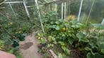 Grote tuinkas (450x300cm) met dubbel glas, Tuin en Terras, Ophalen, Gebruikt, Kweekkas, Glas