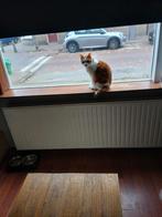 Kat 5 jaar, Dieren en Toebehoren, Katten en Kittens | Raskatten | Korthaar, Kater