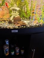 Zeilvinpleco 16cm, Dieren en Toebehoren, Vis
