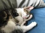 kat Philip vermist, Dieren en Toebehoren, Vermiste en Gevonden Dieren