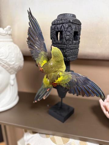 Opgezette Parkiet op Ornament - Uniek Decoratie beschikbaar voor biedingen