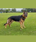 Duitse herder pups., Dieren en Toebehoren, CDV (hondenziekte), 8 tot 15 weken, Meerdere, Meerdere dieren
