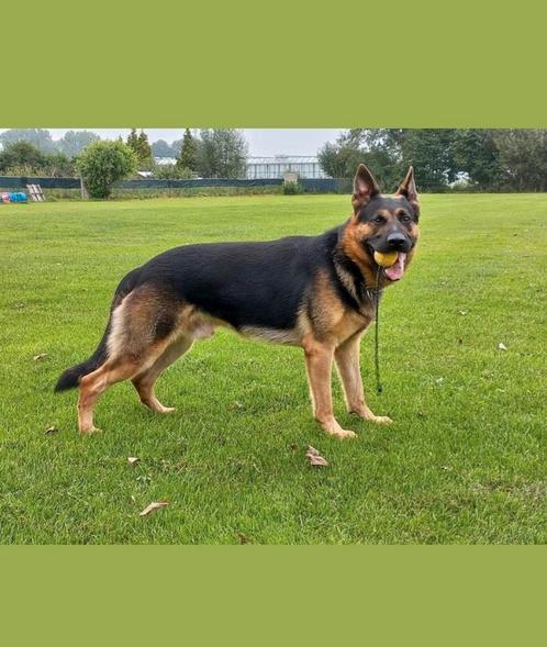 Duitse herder pups., Dieren en Toebehoren, Honden | Herdershonden en Veedrijvers, Meerdere dieren, Herder, Particulier, Meerdere