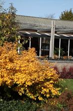 Corylopsis pauciflora Schijnhazelaar herfstkleur geurend, Overige soorten, Vaste plant, Ophalen of Verzenden, Halfschaduw