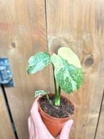 Monstera thai constellation plant variegata cream mint creme, Huis en Inrichting, Kamerplanten, Ophalen of Verzenden, Halfschaduw