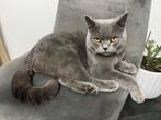 Britse korthaar 1 jaar oud mannetje, Dieren en Toebehoren, Katten en Kittens | Overige Katten, Kater, Kortharig, 0 tot 2 jaar