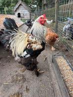 Brahma hanen, Dieren en Toebehoren, Pluimvee