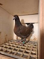 Kite/brons kleurpostduif pieper, Dieren en Toebehoren, Geslacht onbekend, Postduif