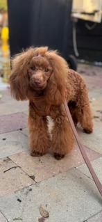 Gastgezin gezocht lief toypoedel teefje 10 maanden oud, Dieren en Toebehoren, Honden | Chihuahua's en Gezelschapshonden, Poedel