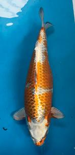 Hariwake 55 cm Female, Karper of Koi