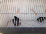 Trio chinese dwerg kwartels, Dieren en Toebehoren, Vogels | Overige Vogels, Meerdere dieren, Tropenvogel, Geringd