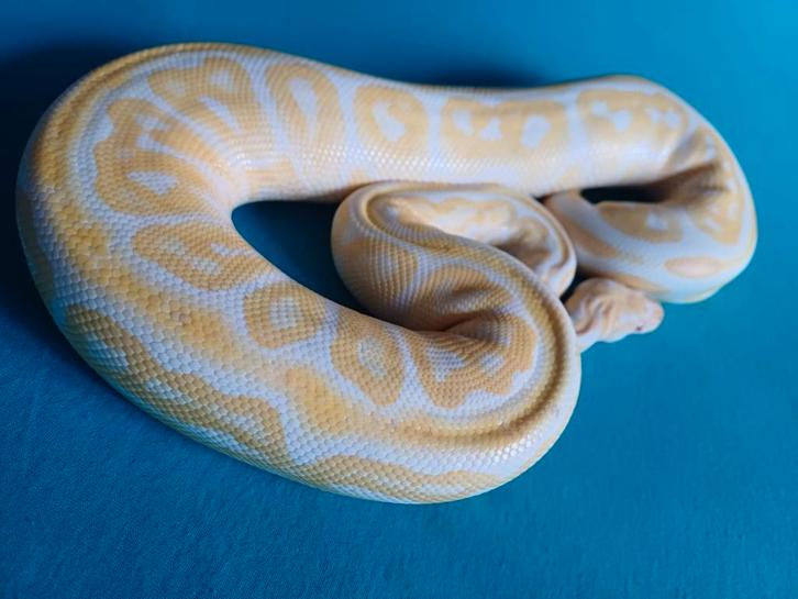 Slangen en baardagamen, Dieren en Toebehoren, Reptielen en Amfibieën, Slang