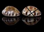 Schelpen: Cypraea felina fabula 17,2-17,9mm Oman - per stuk, Ophalen of Verzenden, Schelp(en)